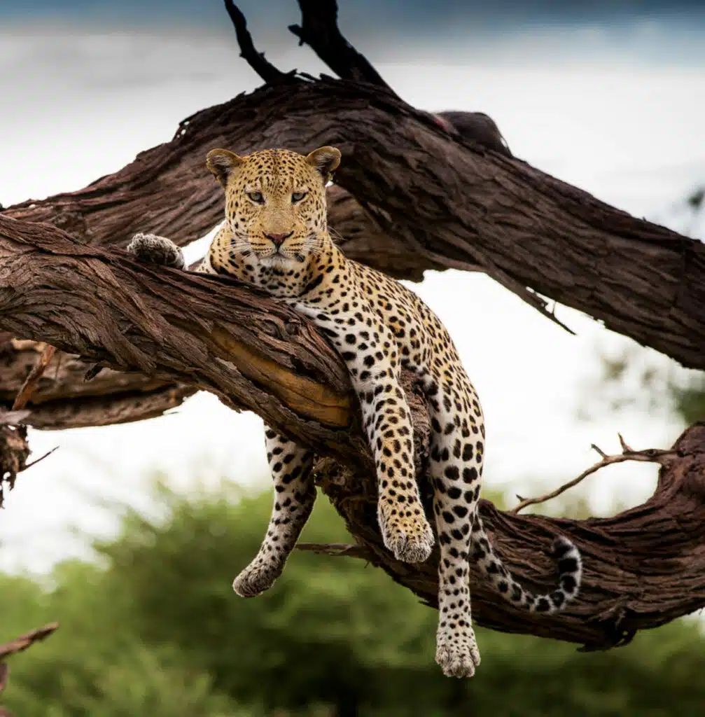 featured-image